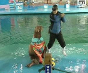 مصر اليوم - فيل البحر يتراقص على غانغام ستايل