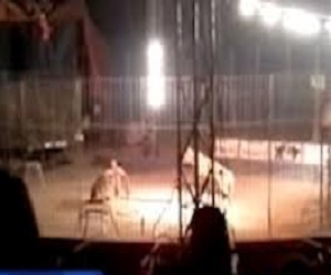   مصر اليوم - نمر يمزق جسد مدربه خلال عرض سيرك في المكسيك