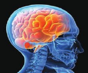   مصر اليوم - الدماغ مسؤول عن موعد راحة الإنسان