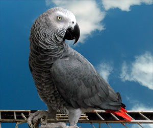 مصر اليوم - ببغاء لص يسرق 600 جنيه إسترليني من داخل سيارة