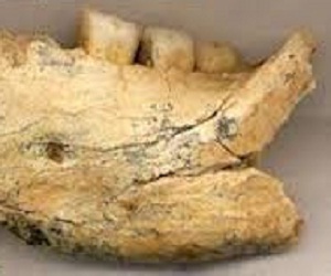   مصر اليوم - العثور على عظم فك عمره نصف مليون عام في صربيا