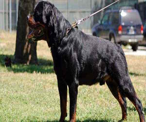 مصر اليوم - ميدالية الشجاعة لكلب بوليسي روسي متقاعد