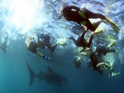   مصر اليوم - السباحة مع أسماك القرش في نينجالو ريف
