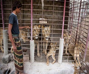 مصر اليوم - تجارة الأسود في اليمن جريمة بكل المعايير الإنسانية