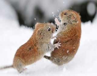   مصر اليوم - فئران تتقاتل رغم أنها مهددة بالانقراض