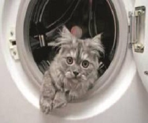   مصر اليوم - هرّة تنجو من الغسّالة في الولايات المتحدة