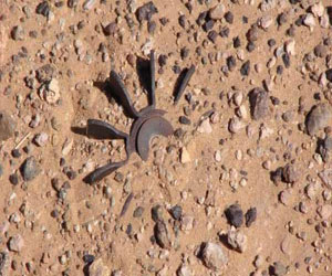   مصر اليوم - مقتل شخصين في انفجار لغم أرضي في السنغال