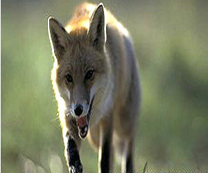 مصر اليوم - جدل في بريطانيا بشأن الثعالب بعد هجوم على رضيع