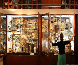 مصر اليوم - رخويات مكتشفة في غينيا تنضم إلى متحف فرنسي