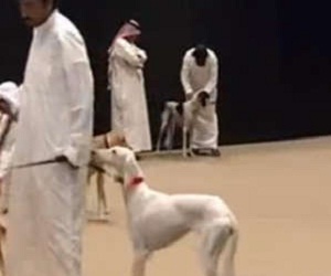   مصر اليوم - دبي تستضيف أكبر معرض للحيوانات الأليفة
