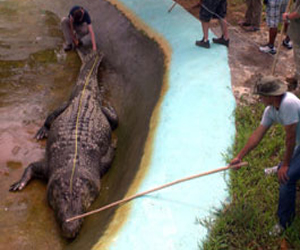 مصر اليوم - الفليبين تخسر أضخم تمساح غير طليق في العالم