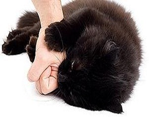   مصر اليوم - دراسة: عضات وخدوش القطط ليست بالأمر البسيط