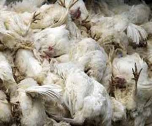   مصر اليوم - الزراعة :اكتشاف بؤرة منزلية لإنفلونزا الطيور في المحلة