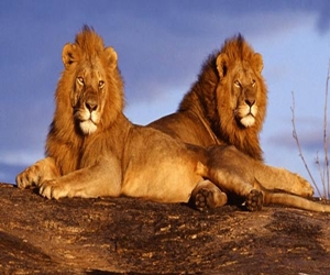   مصر اليوم - أسدان يتسببا في شلل مروري في كينيا