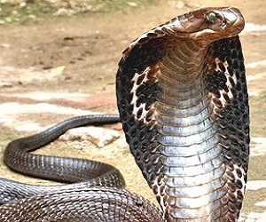   مصر اليوم - لحم الكوبرا أقوى فيتامين للجنس