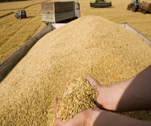   مصر اليوم - روسيا تعلق العمل برسوم استيراد الحبوب