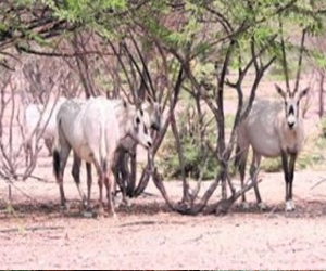   مصر اليوم - أبوظبي بيئة مثالية لمحاصيل تغيِّر العالم