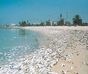  مصر اليوم - إهدار زريعة الأسماك الفاخرة على شواطيء سيناء