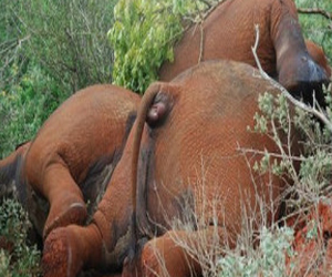 مصر اليوم - الصيد الجائر يهدد مستقبل الأفيال الأفريقية