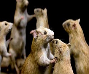   مصر اليوم - علاج جديد لإنفلونزا الطيور يثبت نجاحه على الفئران