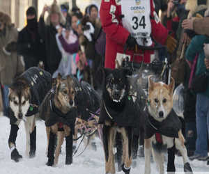 مصر اليوم - عرض لـ الكلاب الجمركية في كيدزانيا