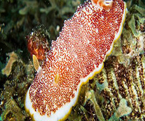 مصر اليوم - حلزونيات بحرية تتخلص من أعضائها الذكرية بعد ممارسة الجنس وتولد غيرها