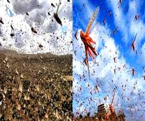 مصر اليوم - ظهورتجمعات للجراد الإفريقى شمال مدينة مرسى علم