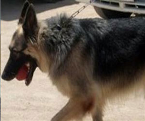   مصر اليوم - محامٍ يحرر محضرًا ضد محافظ أسيوط يتهمه فيه بالإهمال بسبب عضة كلب