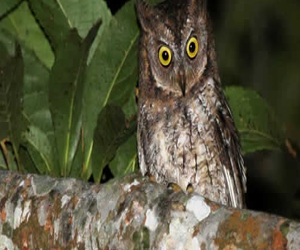 مصر اليوم - إكتشاف نوع جديد من طيور البوم في إندونيسيا