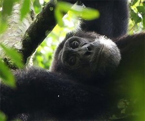 مصر اليوم - الشمبانزي أقوى ذاكرة من الإنسان