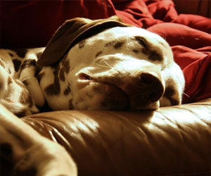   مصر اليوم - نجاح التجارب الأولية في شفاء الكلاب من مرض السكر