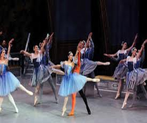   مصر اليوم - بجعات تشايكوفسكى يرقصن في القاهرة والإسكندرية لمدة 7 ليال