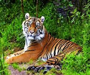 مصر اليوم - ولادة نمر نادرفي سان فرنسيسكو