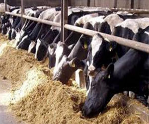   مصر اليوم - اكتشاف 33 إصابة بـ السل البقري في المنوفية