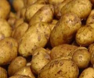   مصر اليوم - السلطات اليونانية تسمح بدخول 3 شحنات بطاطس مصرية