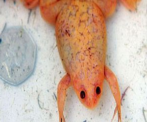 مصر اليوم - اكتشاف ضفادع برتقالي ترفض أكل الحشرات