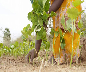   مصر اليوم - نباتات الجاتروفا البذور السامة المفيدة