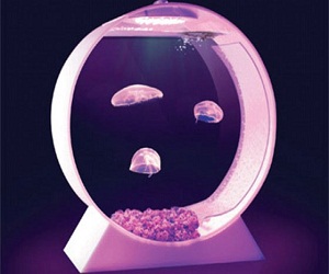   مصر اليوم - حوض أسماك دائري من دون فلتر