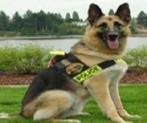 مصر اليوم - كلب بوليسي يقدم إفادة شاهد في قضية محكمة