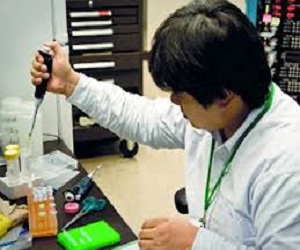   مصر اليوم - باحثون ينجحون في إنتاج بنكرياس خنزير