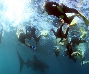   مصر اليوم - السباحة مع أسماك القرش في نينجالو ريف في إستراليا