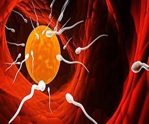   مصر اليوم - سيدة تنجب توأمًا ببويضات مخزنة منذ 12 عامًا