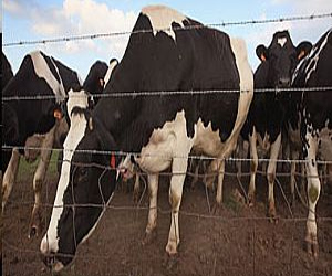 مصر اليوم - علماء يطورون مرهمًا يساعد في علاج الحيوانات المصابة بالجلطة القلبية