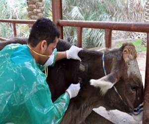   مصر اليوم - الصحة: تنسيق مع مديريات الطب البيطري لمكافحة السل البقري