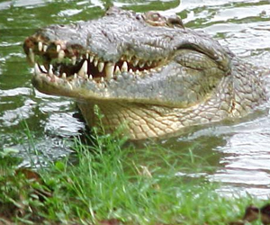 مصر اليوم - افاعي وتماسيح كبيرة تغزو المحافظات الجنوبية في العراق