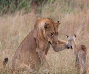   مصر اليوم - الصين تنجح في مكافحة الجرائم على الحياة البرية