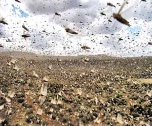   مصر اليوم - إحكام السيطرة على تجمعات الجراد الأفريقى في البحرالأحمر