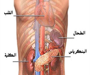   مصر اليوم - المتوفون هم الأمل في نجاح عمليات زراعة البنكرياس