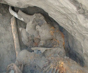   مصر اليوم - العثور على بقايا نادرة لماموث في جنوب روسيا