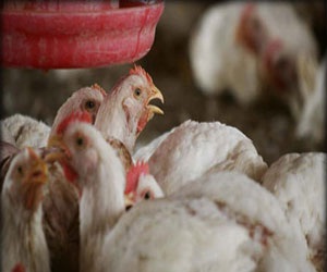   مصر اليوم - ثاني وفاة بأنفلونزا الطيور في الصين